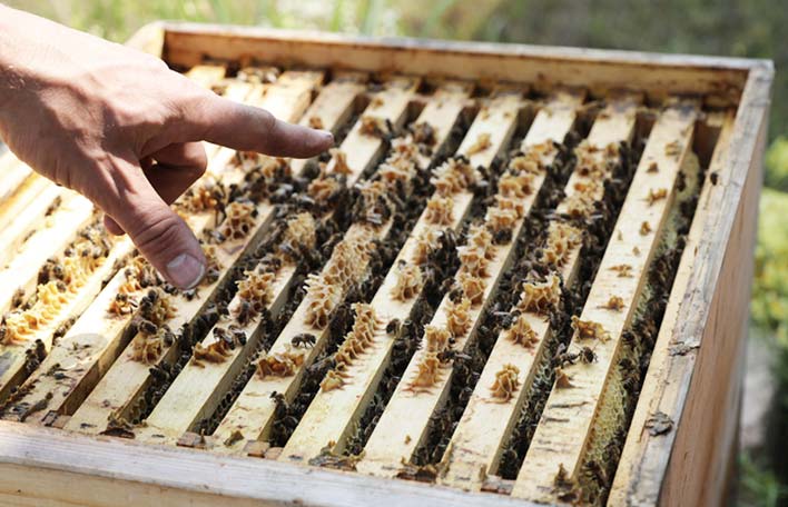 Eine Hand weist auf einen geöffneten Bienenstock, man sieht die betriebsamen Insekten.