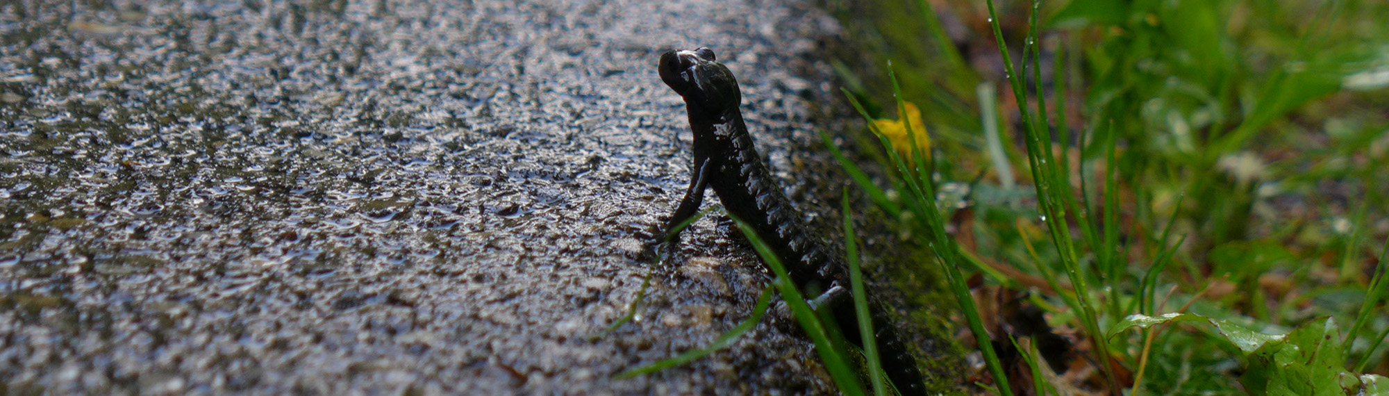 Alpensalamander. Foto: T. König/LBV Archiv