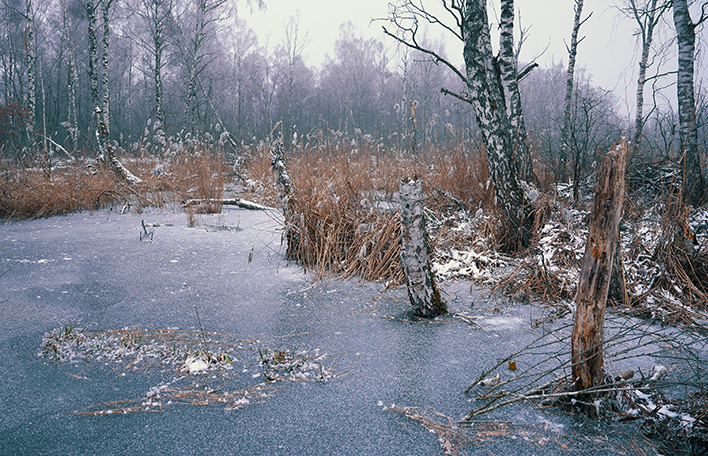 Foto: Niedermoorverbund – Dachauer Moos im Winter © SLSV