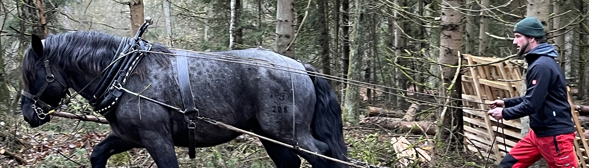 Rückepferd im Rainer Wald. Foto: T. König/LBV Archiv